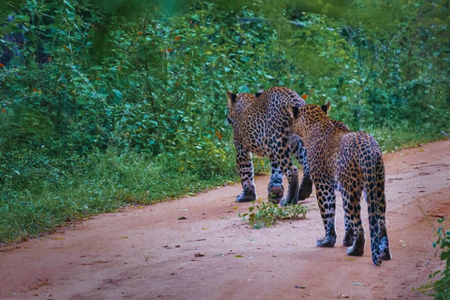 Leopards roaming at Yala national park in Sri Lanka 