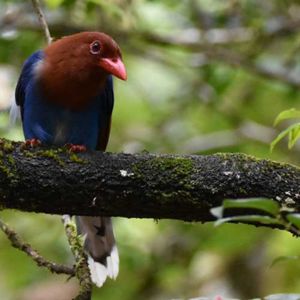 Best bird watching places in Sri Lanka